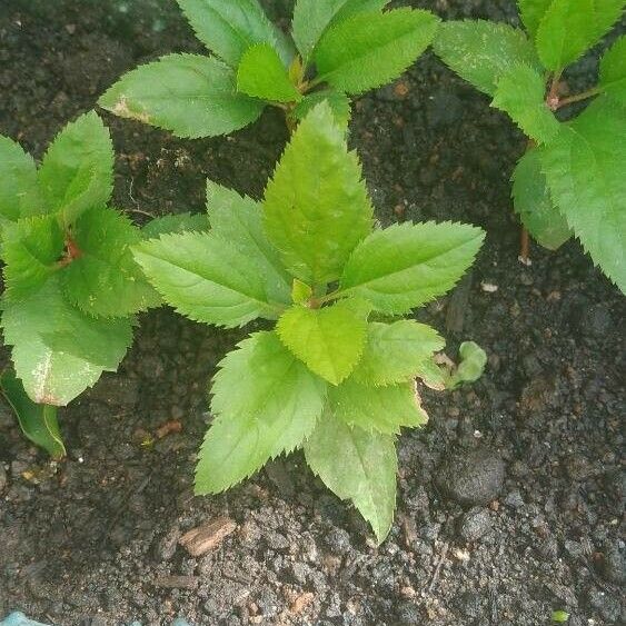 Prunus japonica Feuille