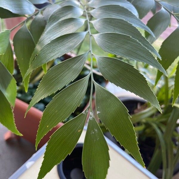 Bowenia serrulata (Byfield-fern)