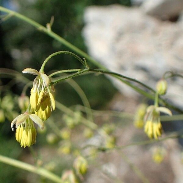 Thalictrum minus 整株植物