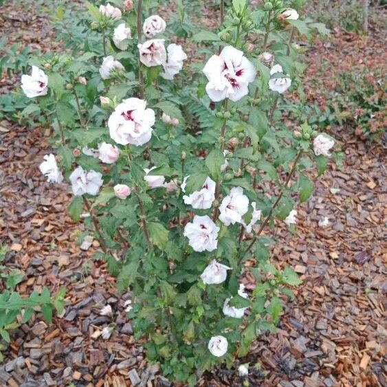 Hibiscus syriacus Habitus