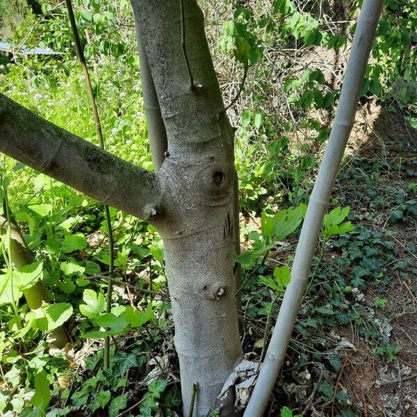 Ficus carica Кора