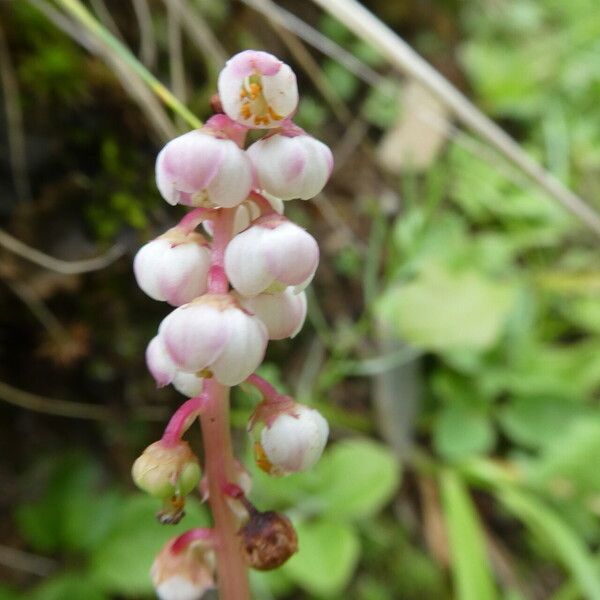 Pyrola minor Květ