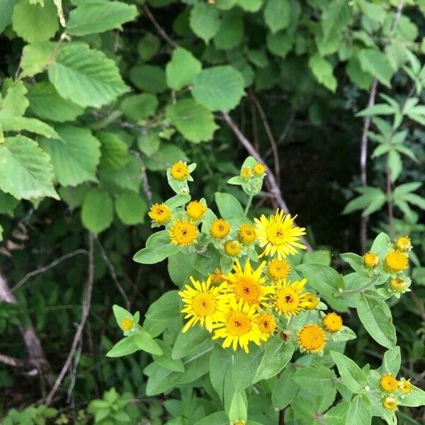 Inula helvetica Flower