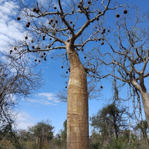 Adansonia grandidieri Hábito