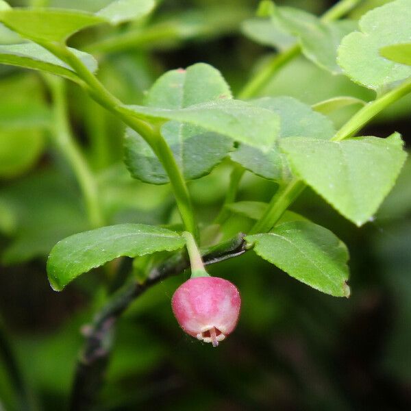 Vaccinium myrtillus 花