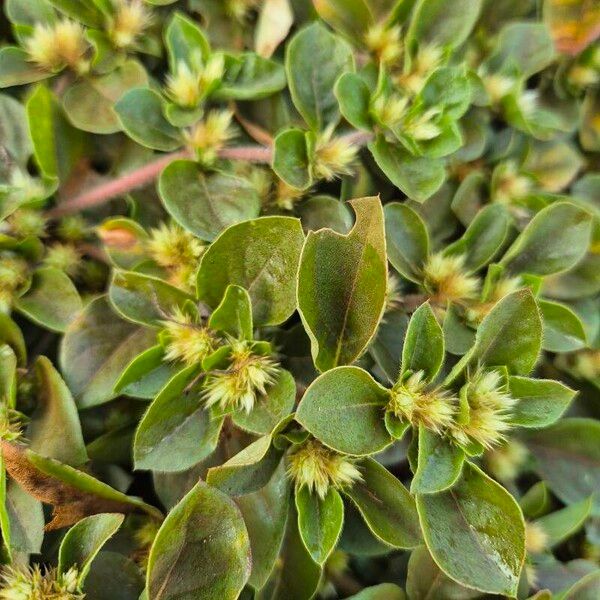 Alternanthera pungens Lorea