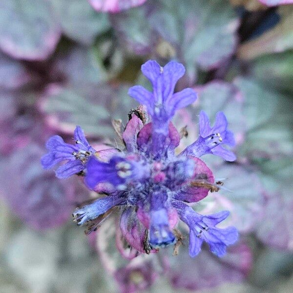 Ajuga reptans Bloem