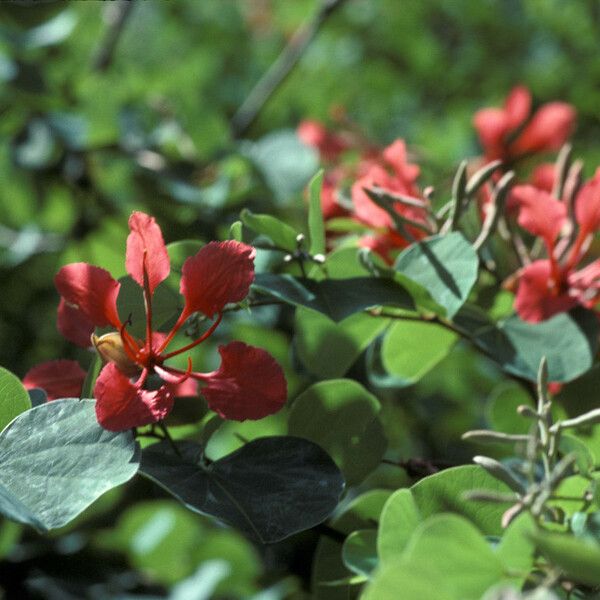 Bauhinia galpinii Flower