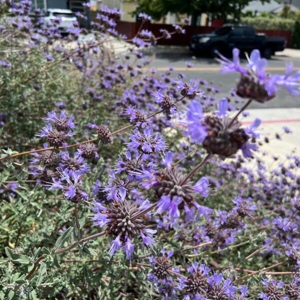 Salvia clevelandii Flower