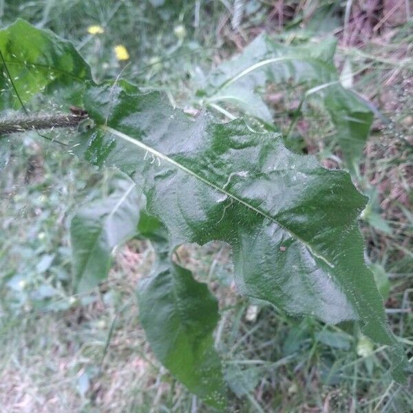 Picris hieracioides Leaf