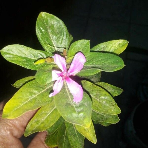 Catharanthus roseus Žiedas