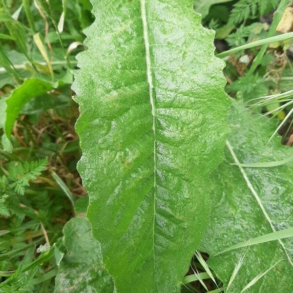 Lactuca virosa Frunză