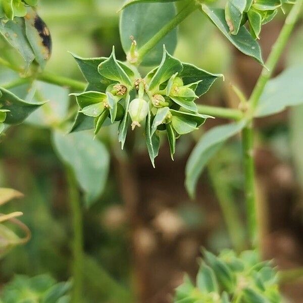 Euphorbia falcata Ovoce