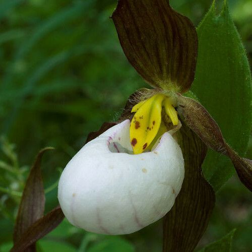 Cypripedium montanum 花