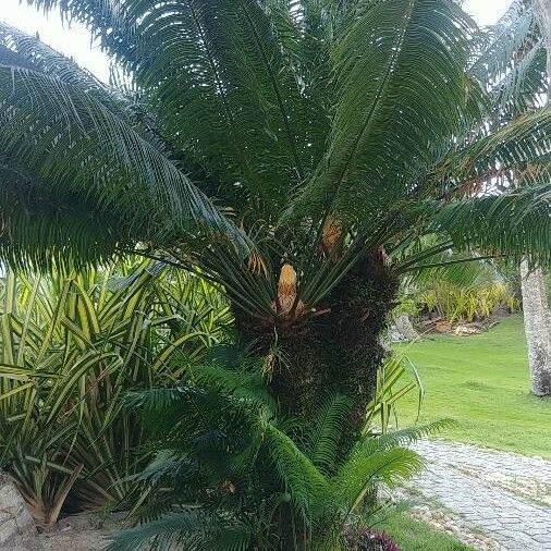 Cycas revoluta Blad