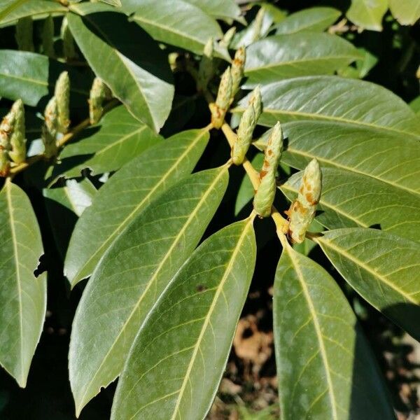 Prunus laurocerasus Leaf