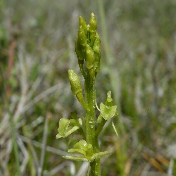 Liparis loeselii Flower