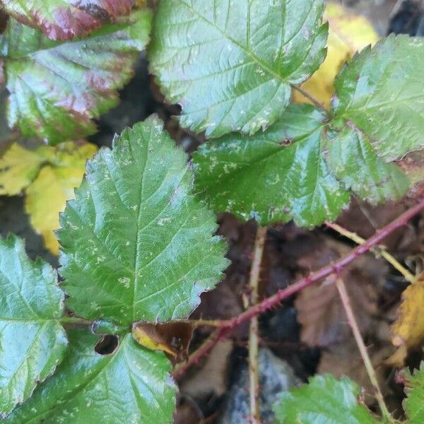 Rubus fruticosus 葉