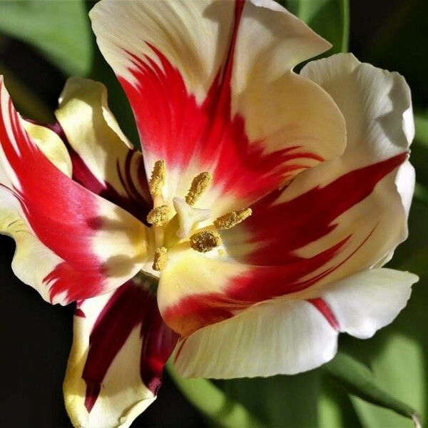 Tulipa gesneriana Flower