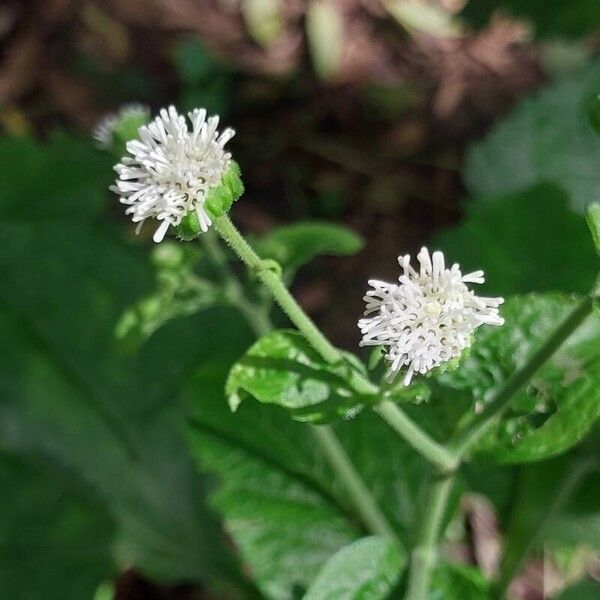 Chromolaena odorata Cvet