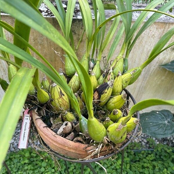 Prosthechea fragrans Lehti