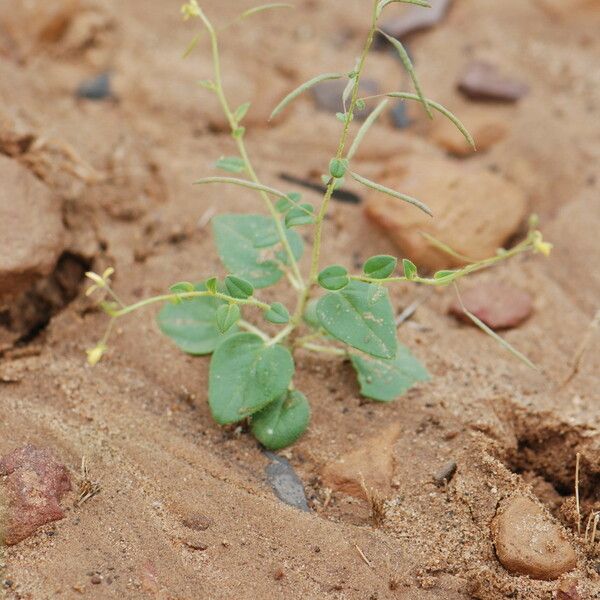 Cleome scaposa Leaf