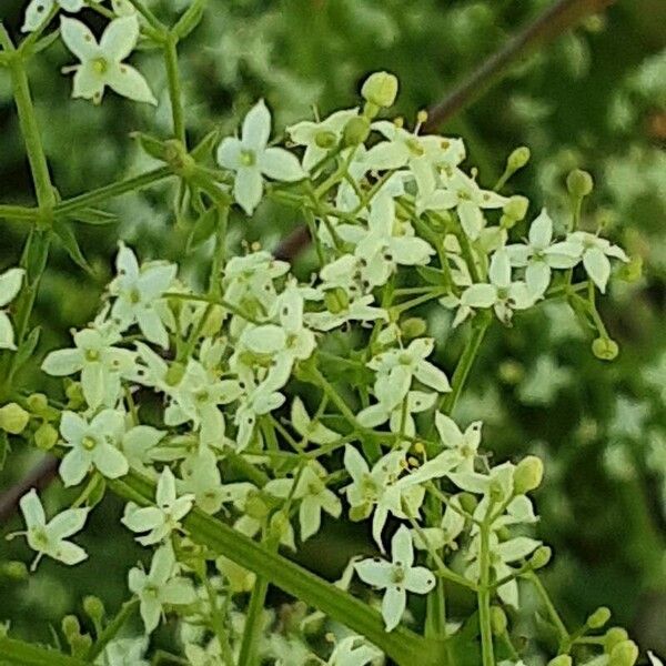 Galium album Flower