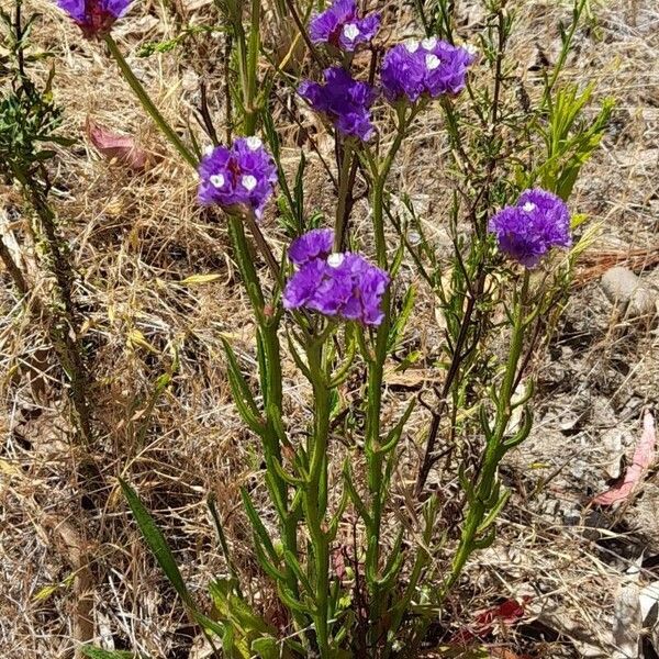 Limonium sinuatum Habit