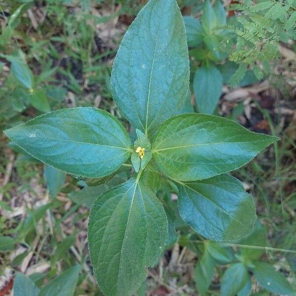 Synedrella nodiflora Ліст