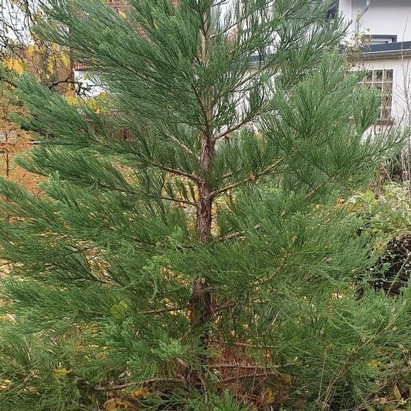 Sequoiadendron giganteum Leht