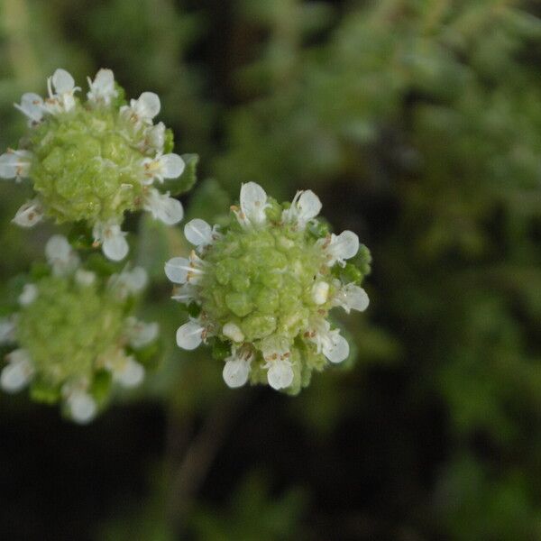 Teucrium expassum Flor