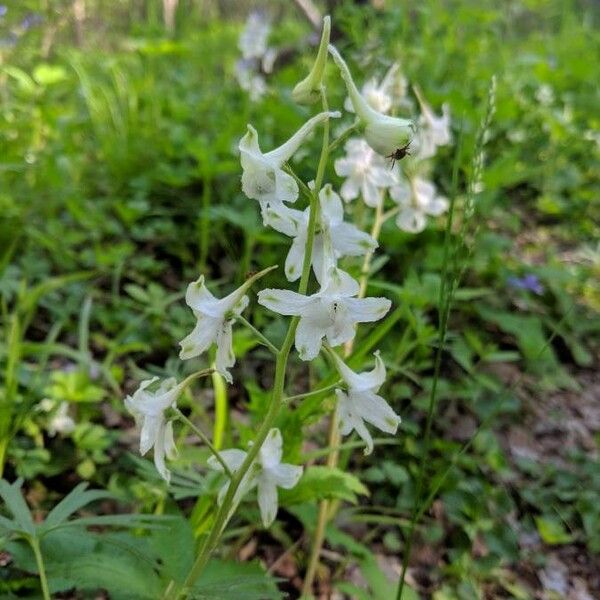 Delphinium tricorne Lorea