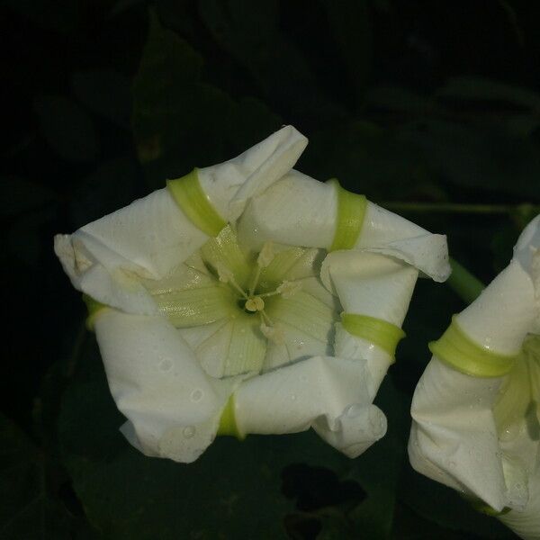 Ipomoea alba പുഷ്പം