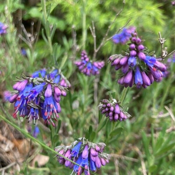 Moltkia petraea Flower