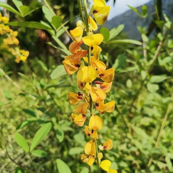 Crotalaria trichotoma Õis