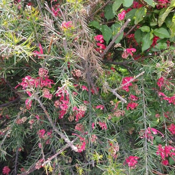 Grevillea rosmarinifolia Kukka