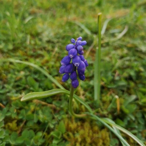 Muscari botryoides Flor