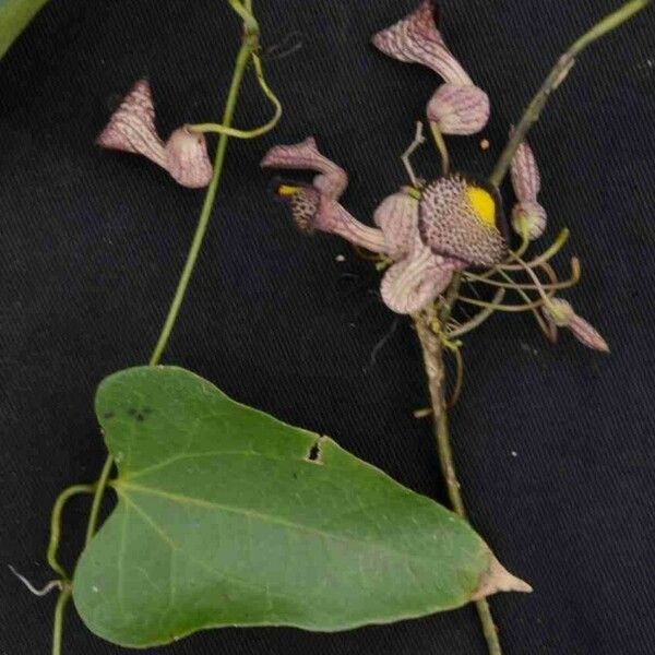 Aristolochia triangularis Kwiat