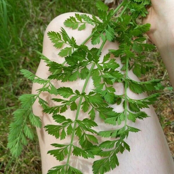 Anthriscus cerefolium Blad