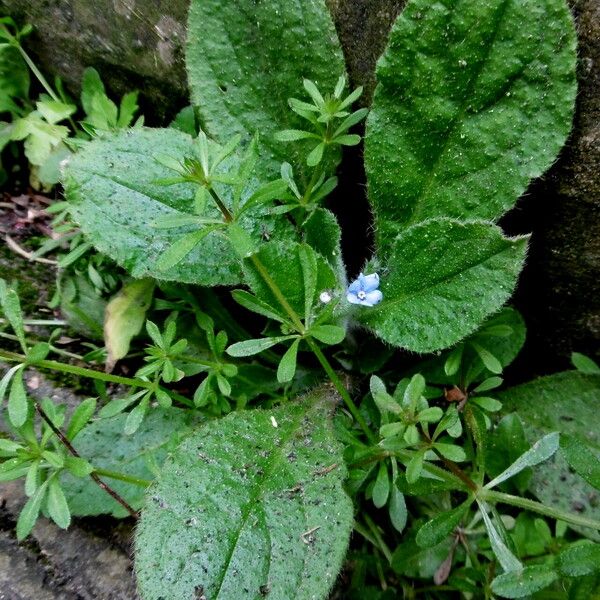 Myosotis arvensis Hoja