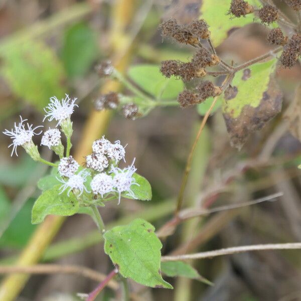 Chromolaena odorata Õis