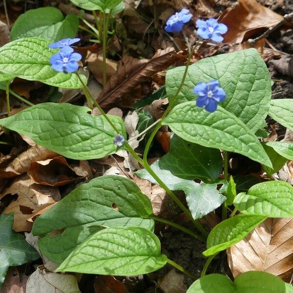 Omphalodes verna Other