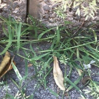 Eragrostis barrelieri Feuille