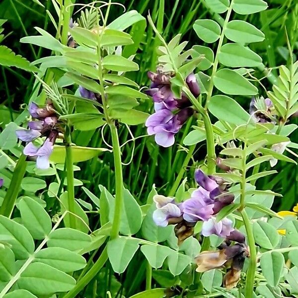 Vicia sepium Žiedas