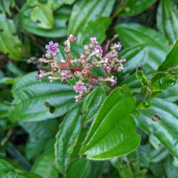 Miconia ciliata Flower