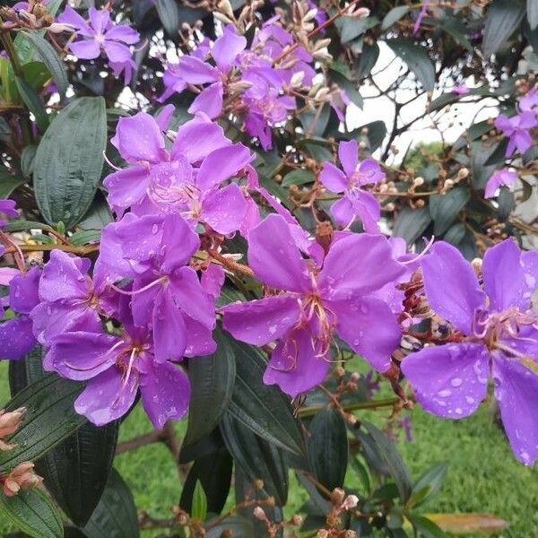 Tibouchina urvilleana Цветок