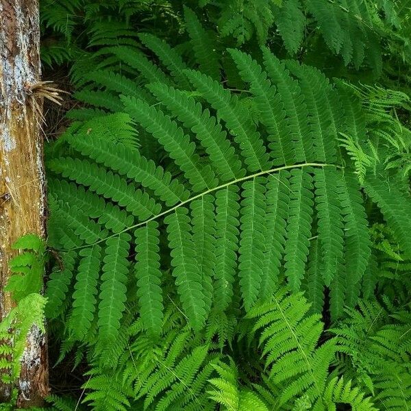 Osmunda claytoniana Leaf