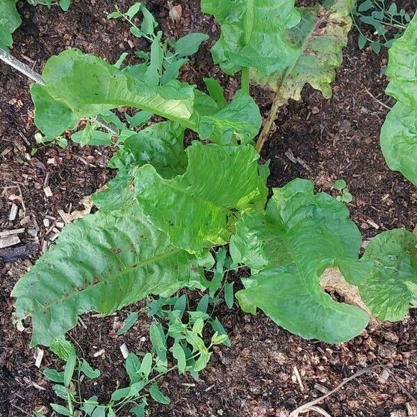 Rumex patientia Leaf