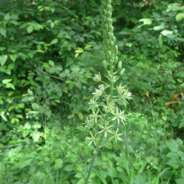 Ornithogalum pyrenaicum Kvet