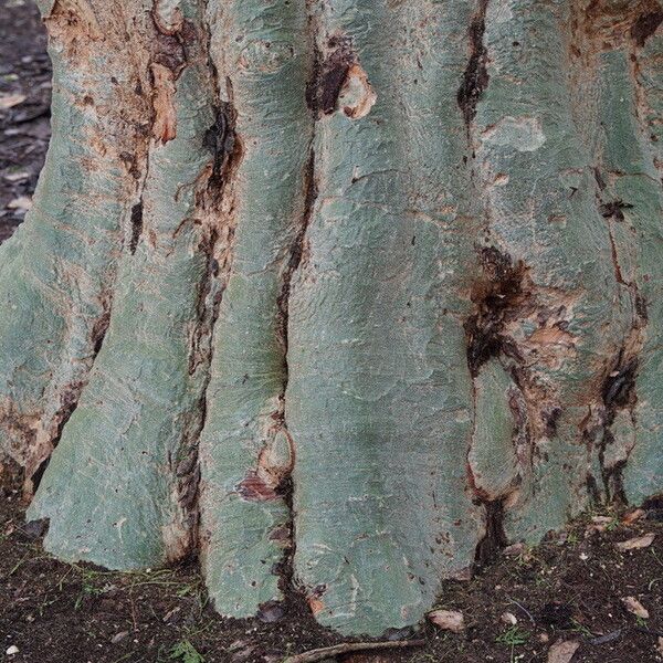 Vachellia xanthophloea Кора